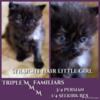 Persian/Selkirk Rex kittens