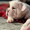 English bulldog puppy