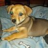 Chorkie Chihuahua / Yorkie male