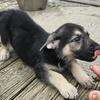 German shepherd puppies 