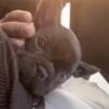 French bulldog for rehoming