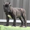 Akc registered male Corso