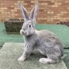 Light Gray Flemish Jr. Bucks