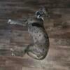 Female great dane meral