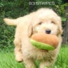 Male Mini Goldendoodle Puppy For Sale