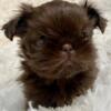 AKC Imperial Shih Tzu Puppies Coming