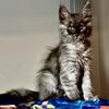 Maine Coon Kittens 
