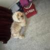 Toy Poodle for Sale