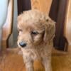 Sadie - mini labradoodle