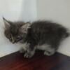 Maine Coon Male Ready Now