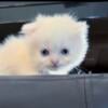 Rare color dollar face Scottish Fold kittens