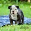 OLDE ENGLISH BULLDOGGE