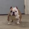 American Bully Micro Females