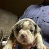 English bulldog mixed with Frenchie