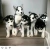 Cute puppy huskies