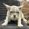 15 weeks French male bulldog