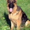 Long hair Female German Shepard 