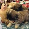 PEKINGESE PUPPIES 💙❤️💙❤️