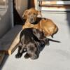 Terrier Bulldog mix 3 month old puppies