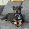 DOBERMAN PINSCHER FEMALE