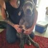 Akc great Dane pups $500