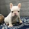 Sarge- Cream Male- Ky- French Bulldog- For SAle