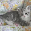 BEAUTIFUL BRITISH SHORTHAIR 