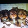 Yorkie male female registered puppies