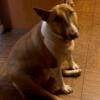 Bull terrier female year old