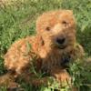 Golden Doodles Females and Males, (Hypoallergenic) available