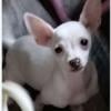 Adorable white male purebred Chihuahua puppy