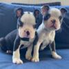 Black and white Boston terrier male