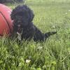 Havanese/poodle puppies