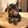 Yorkie Boy! (Genetically screened)