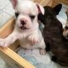 French bulldog puppies