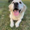 Retired female golden retriever