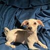 MAMA CHI MALCHI female dog chihuahua white w/ cream in Sacramento