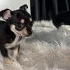 Chihuahuas female  mini
