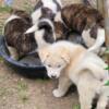 Akita puppies, Delivery and meeting Available