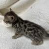 Bengal cubs for Sale