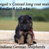 Gorgeous long coat west german showline puppies