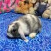 Many beautiful Holland lop babies available