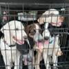 Last call-Five 3-month old puppies ready for your home and love!