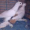 Pigeons