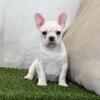 AKC Registered - French Bulldog Puppies