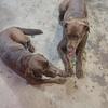 AKC Chocolate and Yellow Labrador Retriever