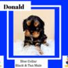 Black and Tan Cavalier King Charles Spaniel Puppies