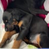 AKC black/rust male Doberman puppy