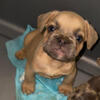 French Bulldog Available