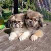 Purebred Pekingese girl  left